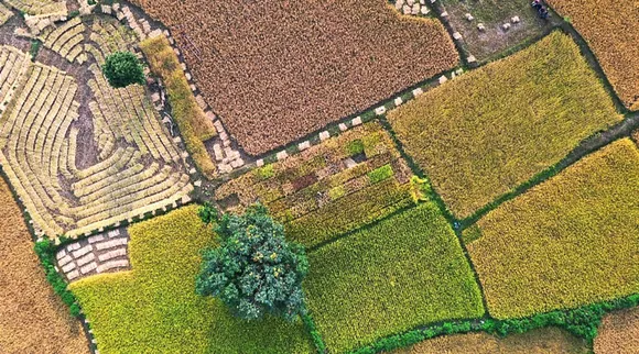 Aerial view of Rajkumar Choudhry's farm where he grows 115 native varieties of paddy. Most are grown over a 2 sq mtr area for conservation. Pic: Rajkumar Choudhry 30stades