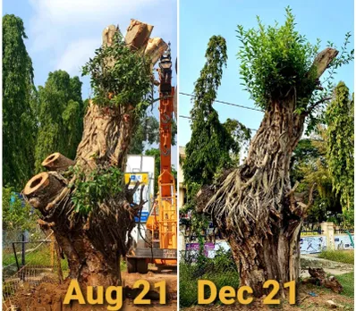 Growth of a tree after translocation. Pic: Vata Foundation 30stades