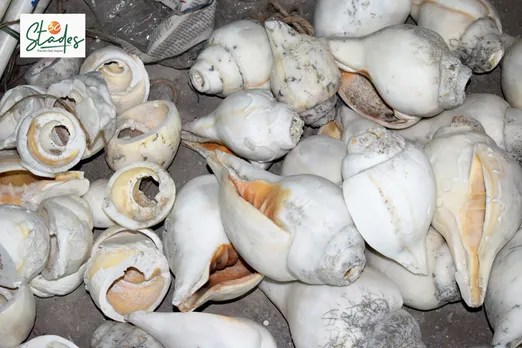 Cultivated conch shells from Sri Lanka and Rameswaram & Thoothukudi (earlier Tuticorin) in Tamil Nadu are used to make bangles after their fishing was banned in 2001. Pic: Partho Burman