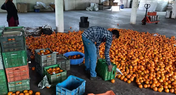 Veljibhai shifted to organic cultivation in one go, growing vegetables for three years. Pic: Kesar Farm 30stades