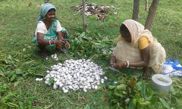 Women harvesting cocoons which will be boiled to obtain silk thread. Pic: through Pradan