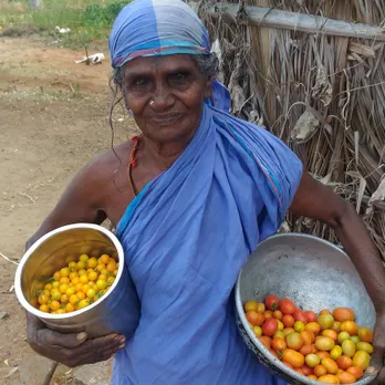 A local farmer with native varieties of tomatoes in Dindigul. Pic: 30stades