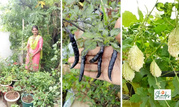 Priya on her terrace garden and some vegetables growing there. Pic: Courtesy V Priya Rajnarayanan 