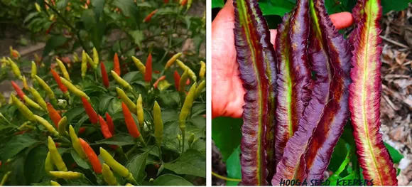 Native chilies and purple winged beans conserved by the HOOGA Seed Keepers Collective. Pic: HOOGA 30STADES