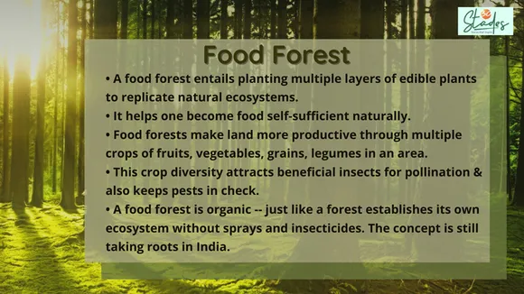 What is food forest? How is food forest grown in India. 30 stades