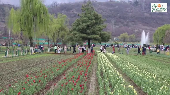 Built on a sloping ground, the Tulip garden has seven terraces. Pic: Wasim Nabi 30 stades