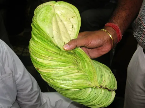 The heating of paan leaf makes the colour lighter and increases its shelf life to over 4 months. It fetches very high rates in the overseas market. Pic: Facebook/ Sri Barai Sabha Kashi 