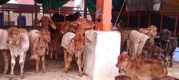 Milan Sharma uses cow dung and urine to make biofertilisers and pesticides for use in natural farming. Pic: Revnar Foods 30stades