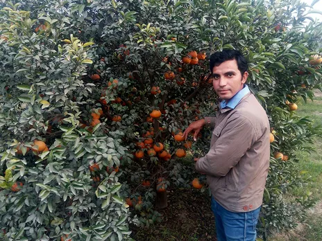 Kinnow yield per tree at Rajnish's farm is 100kg to 150 kg annually. Pic: Hardev Bag Nursery & Udyan 30stades