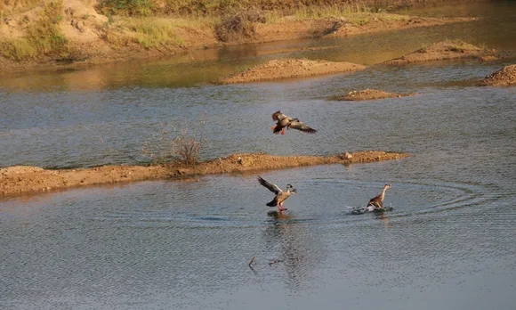 Migratory birds at the pond made by Maruvan. Pic: Maruvan 30stades