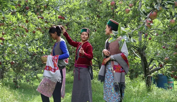 Girls harvesting Kinnauri apples wearing their traditional costume. Kinnaur accounts for about 7 percent of Himachal Pradesh's annual apple yield Pic: Kayang 30stades
