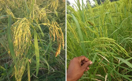 Rajkumar Choudhry shares indigenous seeds with other farmers to ensure their propagation. Pic: Rajkumar Choudhry