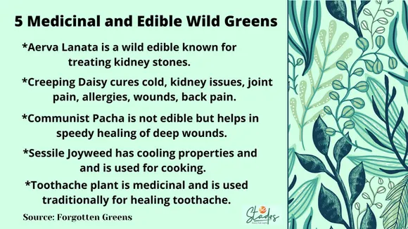 medicinal and edible wild greens forgotten greens 30stades