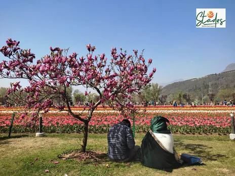The garden is home to several flower varieties apart from tulips like the daffodils, hyacinths, roses etc. Pic: Parsa Mahjoob 30stades