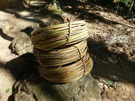 Rattan, a type of climbing palms, are used in the construction and repair of living root bridges. Pic: Living Bridges Foundation 30stades