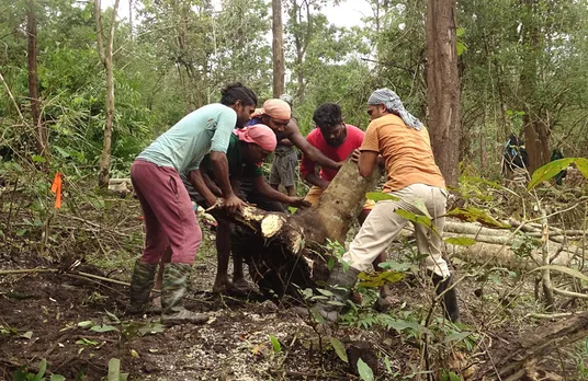 Team members of Forest First Samithi uprooting an invasive using the cut root-stock method. Pic: Courtesy Meera Chandran 