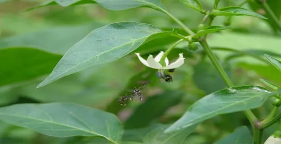 Bees sucking nectar of flower on a chili plant.  Three out of four crops used as food depend on pollinators for production & survival. Pic: Bee Basket 30stades
