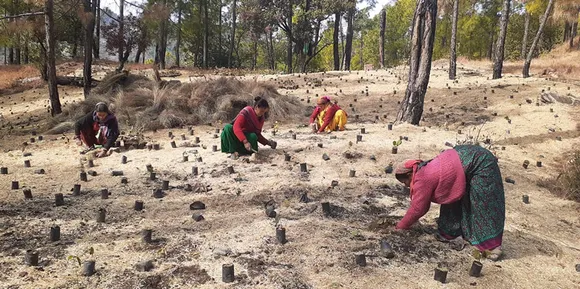 Plantation activities provide seasonal employment to local women. Pic: Alaap 30stades
