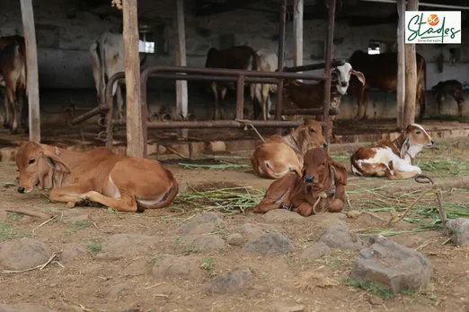 Nature Care Cattle