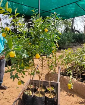 How organic fruit farming made Rajasthan’s Santosh Devi a millionaire organic manure sikar shekhawati krishi farm ecofriendly sustainable agriculture organic fruits pomegranates mosambi sweet lime lemon ber guava 30 stades