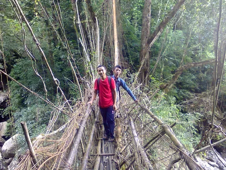 Rubber trees are planted near a crossing place on both sides of a river. The trees grows for about a decade and then develop aerial roots which can be joined together to form a stable structure. Pic: Living Bridges Foundation 30stades