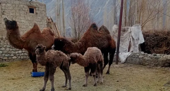 Bactrian calves with their mothers. Pic: Nasir Yousufi