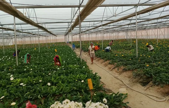 Abhinav Singh is cultivating Gerbera in polyhouse in his village Chilbila, Azamgarh. Pic: courtesy Abhinav Singh 30 stades