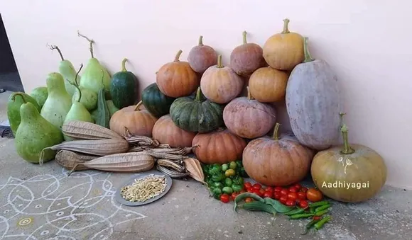 Parmeswaran has collected native seeds of around 50 varieties of gourd. Pic:  Aadhiyagai Biodiversity and Ecological Farm.  30 stades