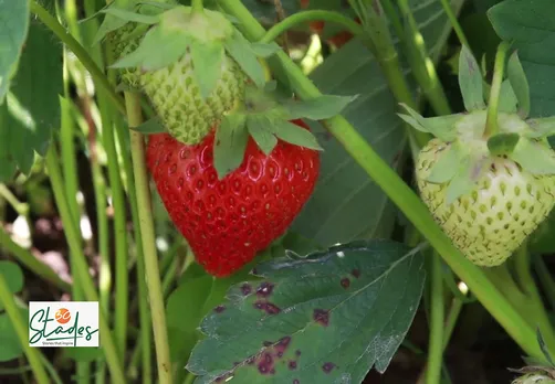 Strawberry produce this year was 20 percent more than last year. Pic: Wasim Nabi