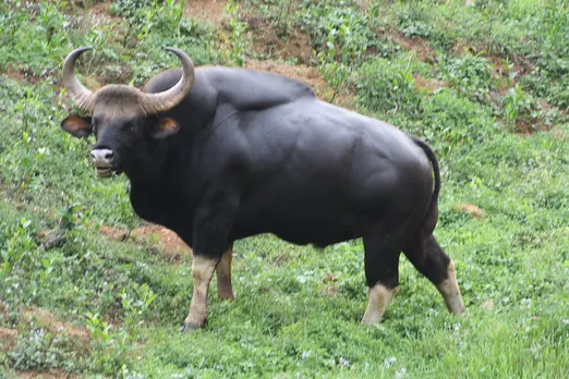 Indian Bison or Gaur is also an endangered species found in the Western Ghats. Pic: Flickr 30stades