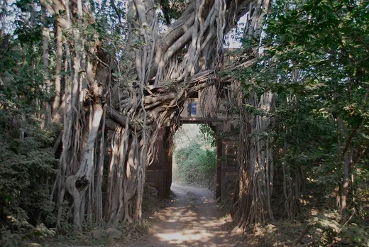 The Banyan Tree at Ranthambore National Park. Pic: Flickr