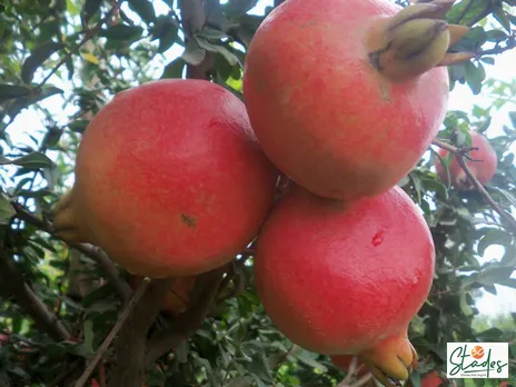 Organic Pomegranate