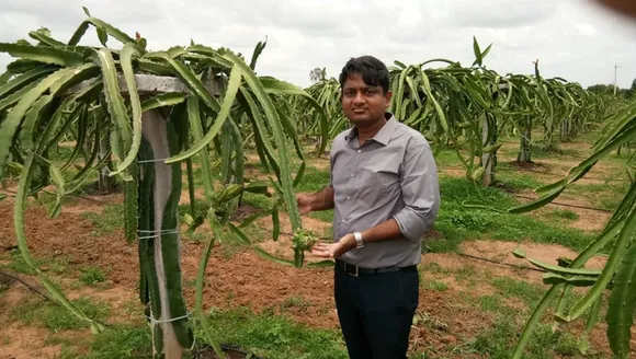 Dr Srinivas produces 100 tonnes of dragon fruit annually at his farm. The plants have a gap of 2 metres from each other and need a pole for support. Pic: Deccan Exotics 30stades