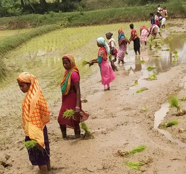 To begin with, Ramesh Mahanty clubbed the landholdings of 80 farmers for community farming that benefits from the pooling of resources. Pic: Brook N Bees