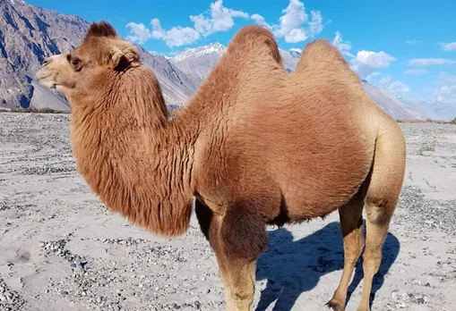 Double-humped camels are used for transportation in the remote parts of Ladakh. Pic: Nasir Yousufi