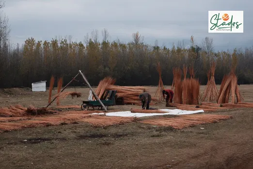 Farmers making willow stem bundles according to length and girth. Pic: Wasim Nabi 30stades