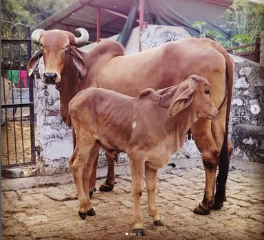 Gau Organics has 300 indigenous or desi cows which give A2 organic milk. Pic: Gau Organics 30stades