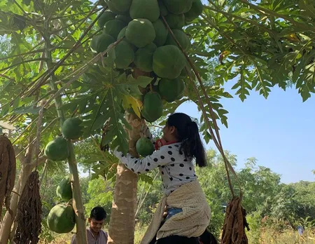 Children plucking papaya from the food forest. Pic: Brindavan 30 stades