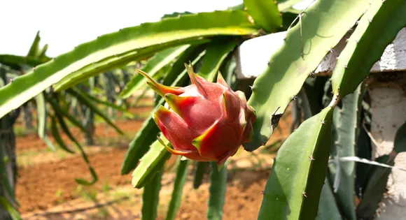 With bright red skin and green scales, dragon fruit is native to Mexico and South America. India's annual production is 12,000 tonnes. Pic: Deccan Exotics 30stades