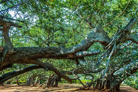 Peerla Marri (Saint’s Banyan) or Pillala Marri (Children’s Banyan) in Mahabubnagar, Telangana. Pic: Flickr 30stades