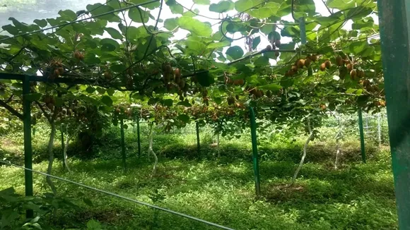 The cost of trellis per kiwi plant is Rs 3,000 and it is a one-time investment. Pic: Swaastik Farms 30stades