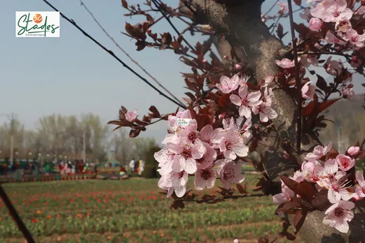 Over 15 lakh flowers of 64 varieties will bloom this year.  Pic: Wasim Nabi  30 stades