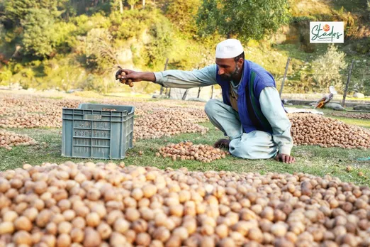 A grower is sorting walnuts for grading. Pic: Umaid Mukhtar 30stades