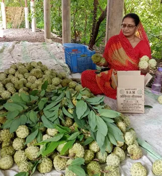 Lalita Mukati grows custard apple over 40 acres and has also set up a processing plant on the farm to remove the pulp. Pic: Lalita Mukati organic custard apple fruits 30 stades