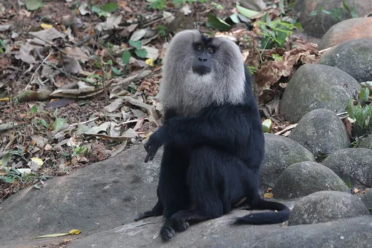 The endangered Lion-Tailed Macaque in the Western Ghats. Pic: Flickr 30stades