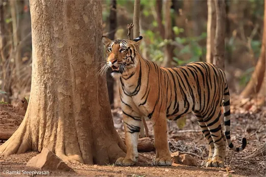 Reverse migration in COVID-19 may increase tiger poaching: Padma Shri tiger expert Dr  Kota Ullas Karanth,  Director and Managing Trustee of the Centre for Wildlife Studies. Project Tiger, census, ranthambore national park, Nagarhole park