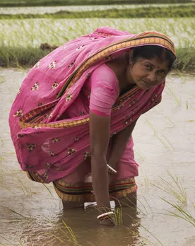 After initial resistance families of women farmers allowed them to use the land for organic farming and were surprised with the results. Pic: Pradan