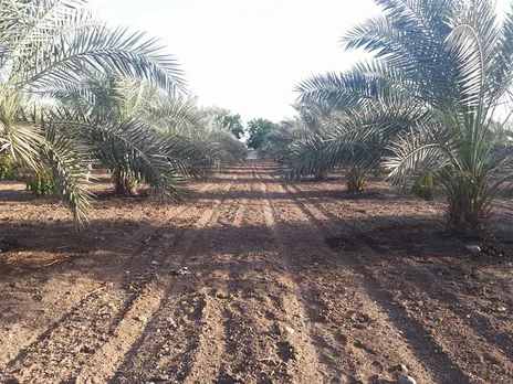 Tissue cultured date trees planted at a gap of 25 feet from each other at Ramesh Pipalia's Radhika Organic Farm. Pic: Radha Organic Farm 30stades