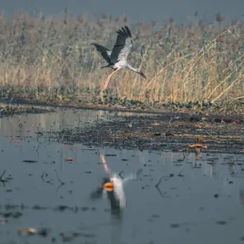 The species of birds, including migratory birds which visited the Kanwar Lake, has gone down. 