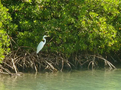 Mangroves are carbon-di-oxide sinks as they absorb carbon and grow biomass. Pic: Flickr